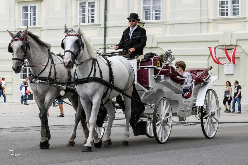 Fiaker der Wiener Fiakerzentrale