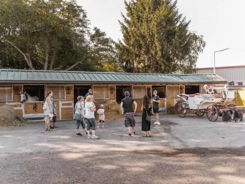 GUTSCHEIN Geheimnisse der Fiaker - ca. 90 Min.